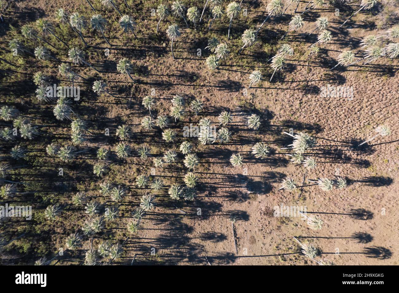 aerial view of a beautiful field full of palm trees. Stock Photo