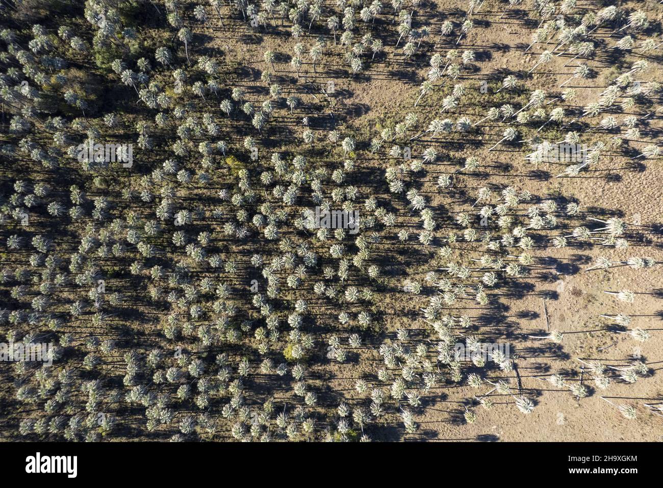 Aerial view of el palmar national park, located in Entre Rios. Argentina Stock Photo