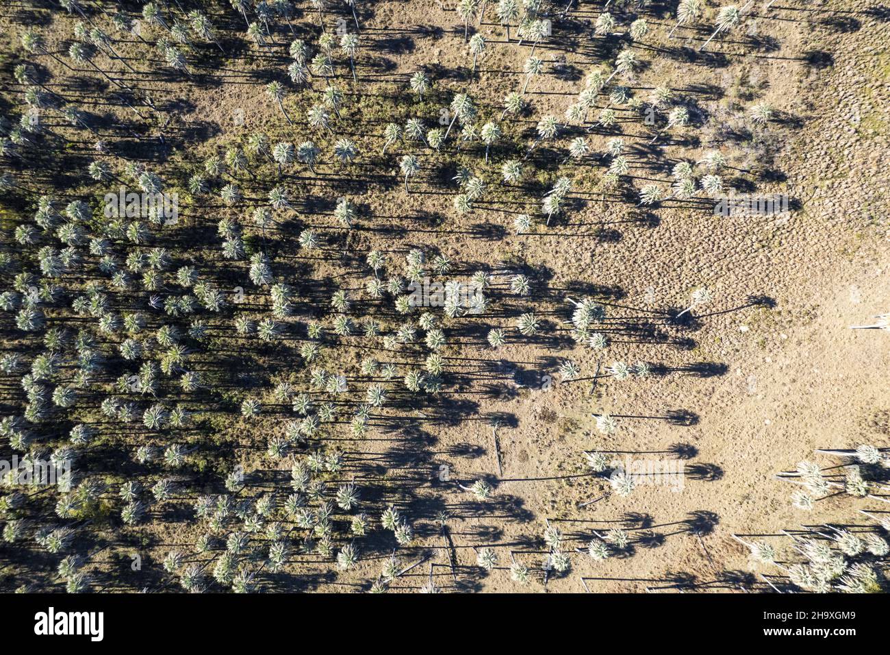 Aerial view of el palmar national park, located in Entre Rios. Argentina Stock Photo