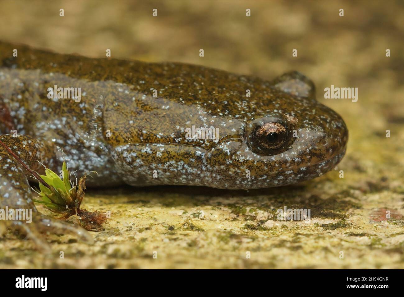 Closeup on the endangered Oita salamander Hynobius dunni sitting Stock Photo