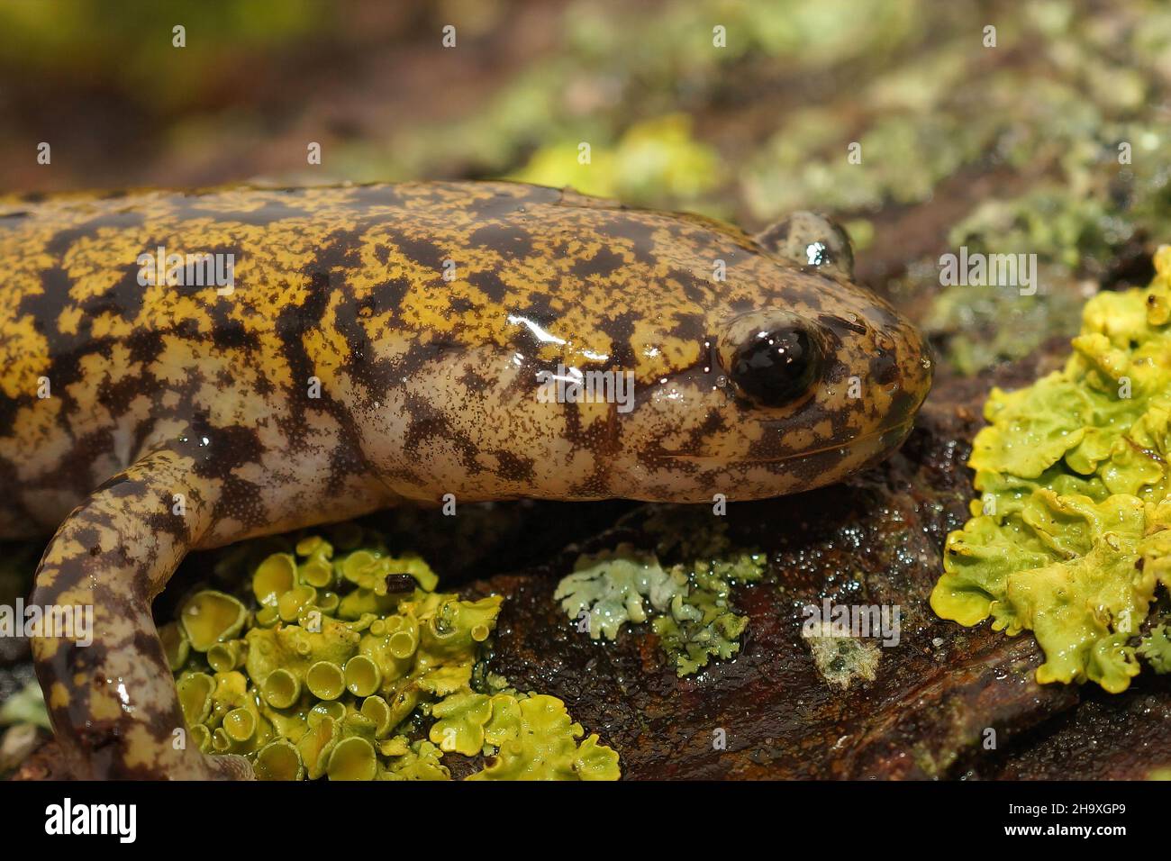 Closeup on  a colorful male of the rare Japanese Hondo streamside salamander, Hynobius kimurae Stock Photo