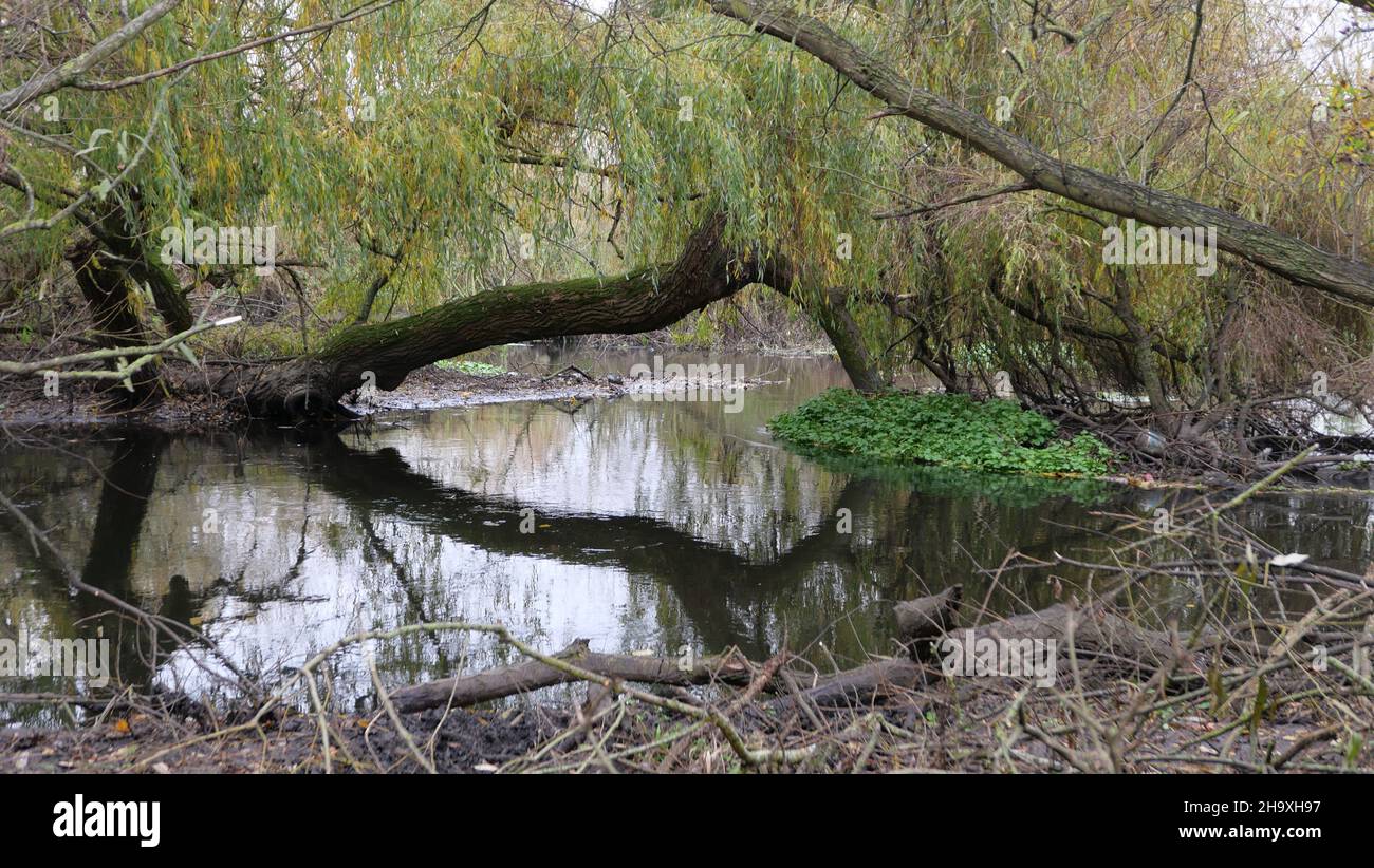 Winter scene showing willow tree over messy pond reflected below Stock