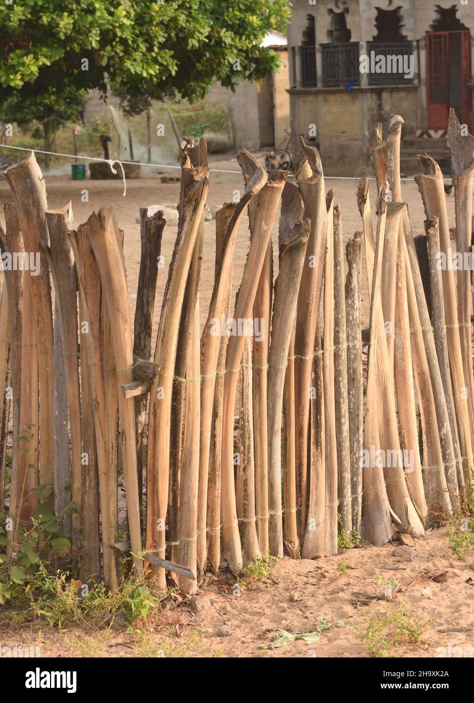 A fence round a compound made from the leaf stalks, petioles, of palm fronds. Kartong,  The Republic of the Gambia. Stock Photo