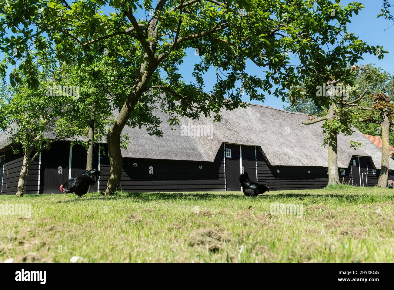 Typical traditional black wooden farmers barn with thatched roof in Zuid-Beveland, Zeeland, Netherlands Stock Photo