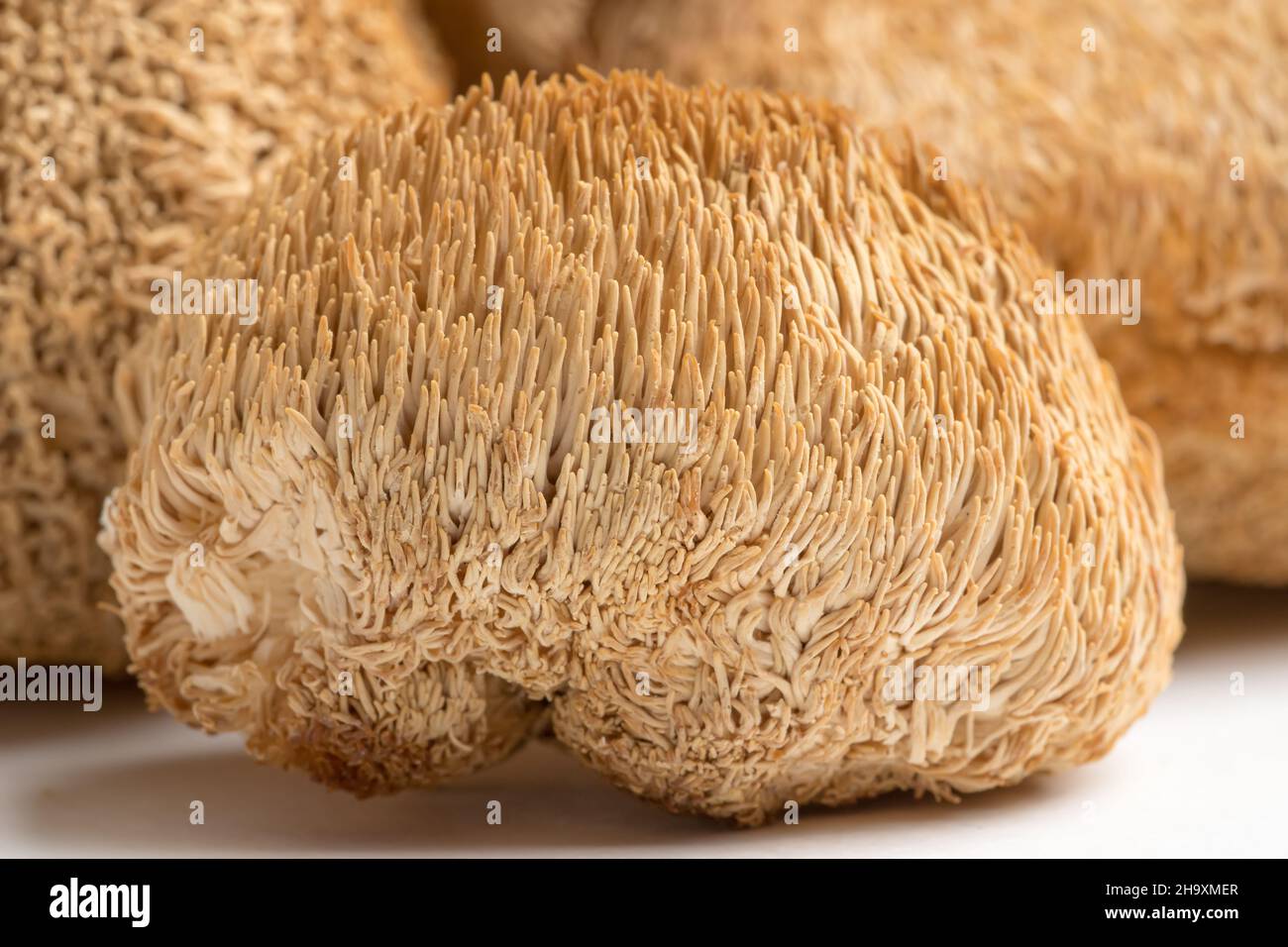 Dried Lion's Mane mushrooms or Hericium Erinaceus also called bearded tooth fungus. Stock Photo
