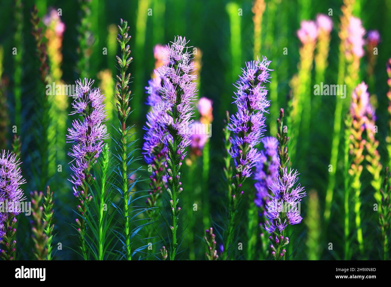 Spike Gayfeather,Button Snakeroot,Dense Blazing Star flowers close-up,beautiful blue with purple flowers blooming in the garden Stock Photo