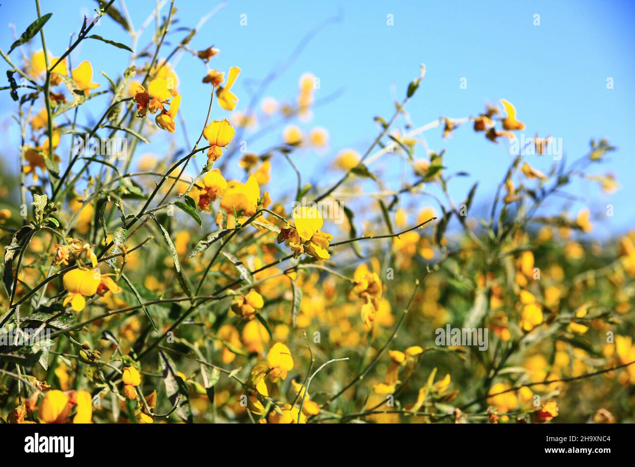 beautiful blooming flowers of Sun Hemp,close-up of yellow flowers blooming on the field at a sunny day Stock Photo