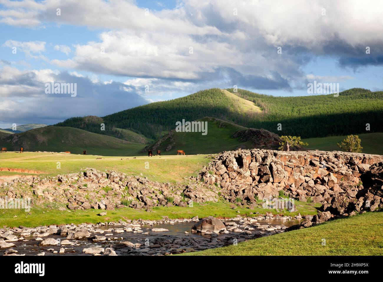 Landscape with river Orkhon and horses grazing Stock Photo - Alamy