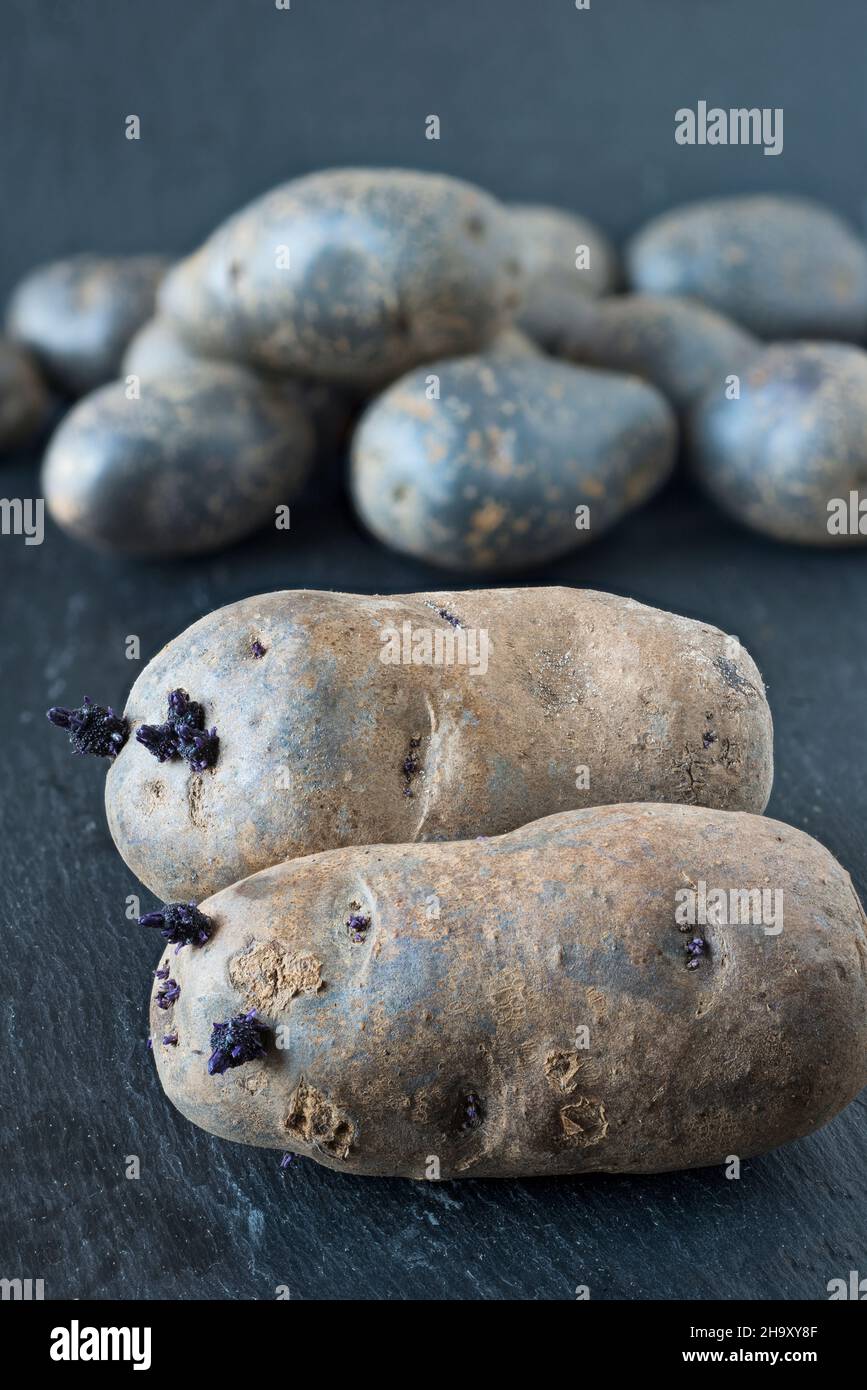 Purple potatoes with shoots Stock Photo Alamy