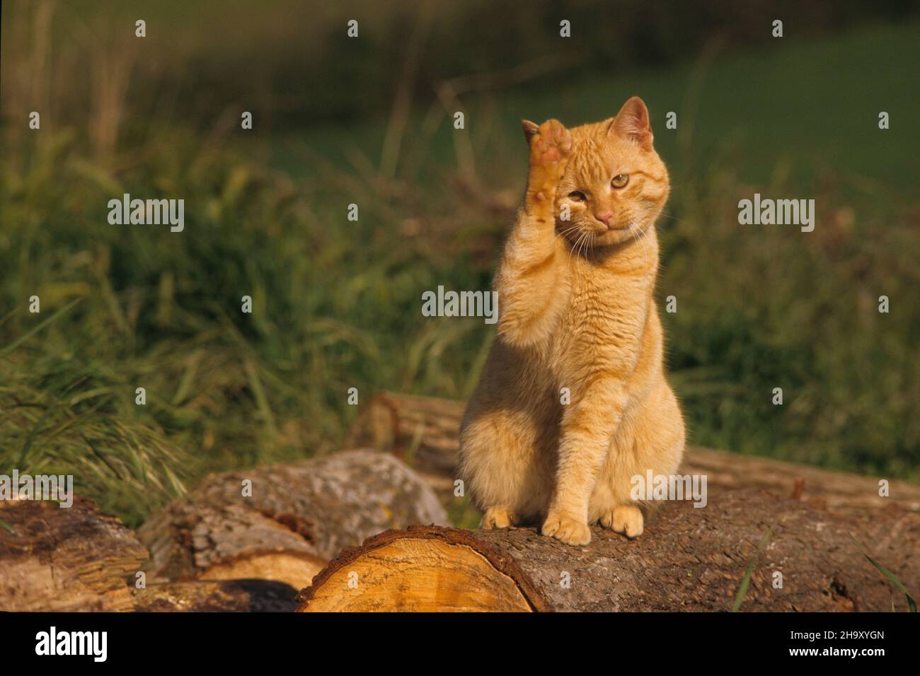 Cat ginger playing in the italian countryside Stock Photo