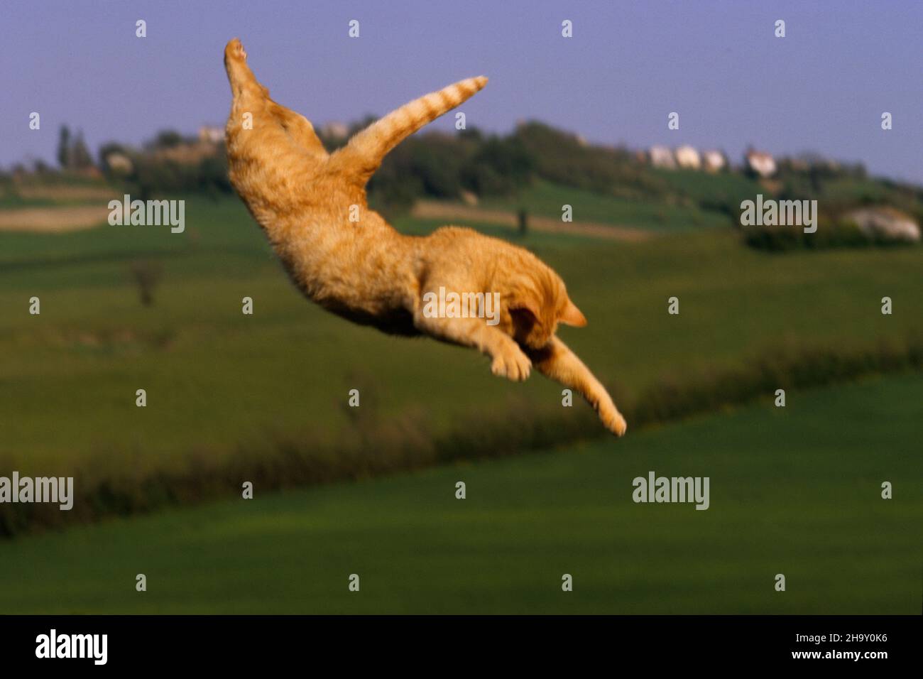 Cat ginger playing in the italian countryside Stock Photo