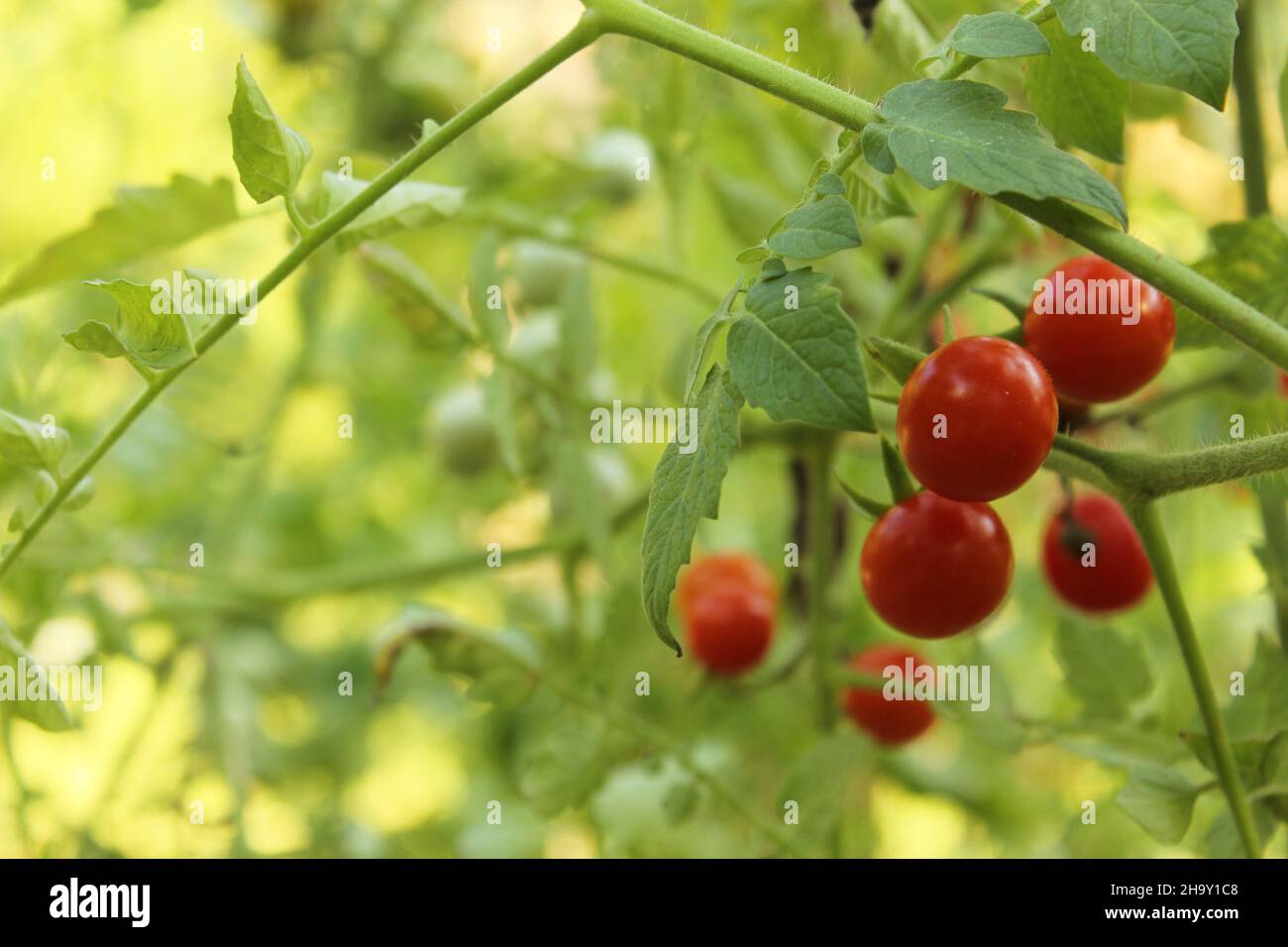 Red ripe tomatos farm hi-res stock photography and images - Alamy