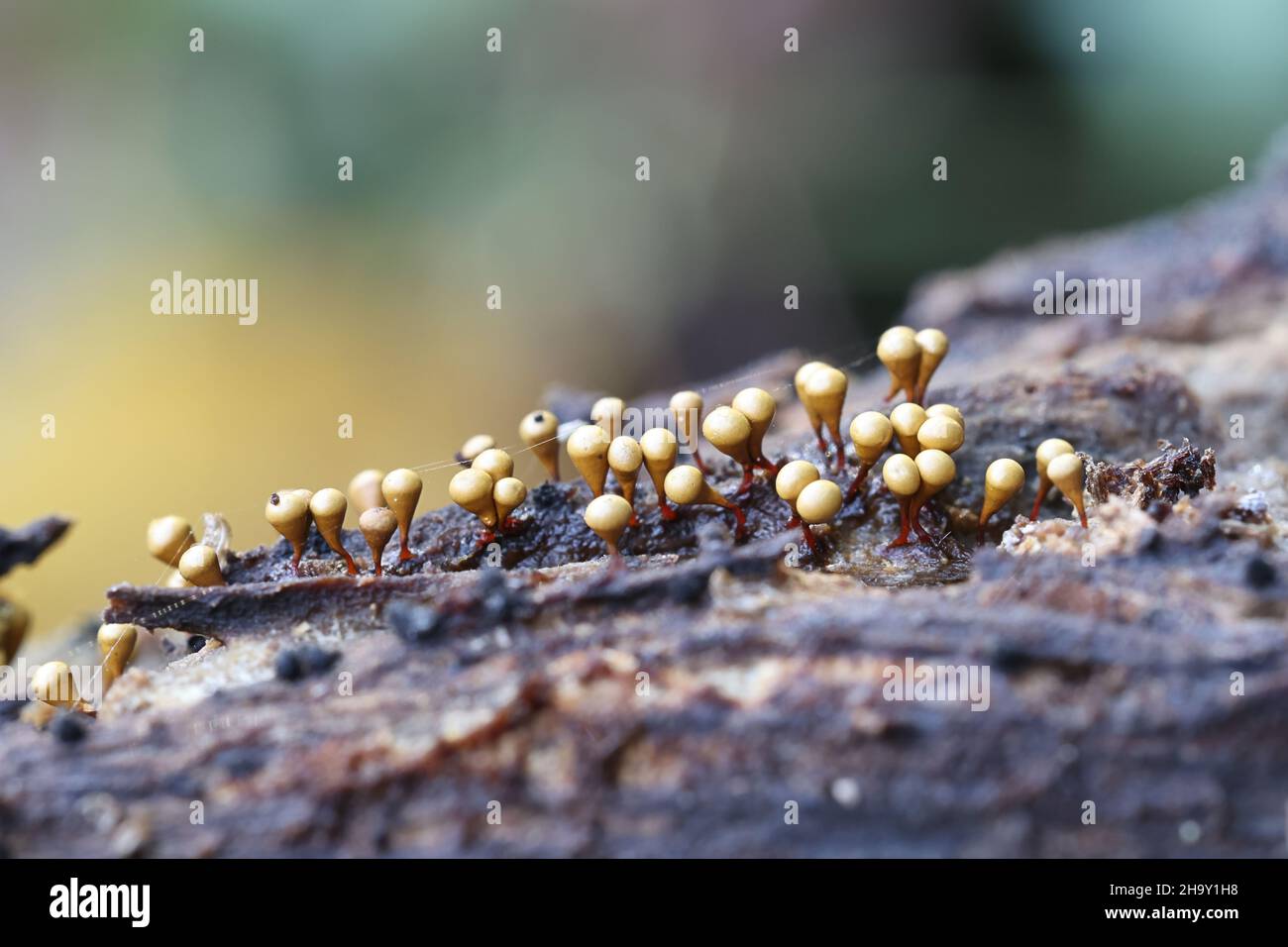 Hemitrichia clavata, a slime mold of the family Trichiidae, no common English name Stock Photo