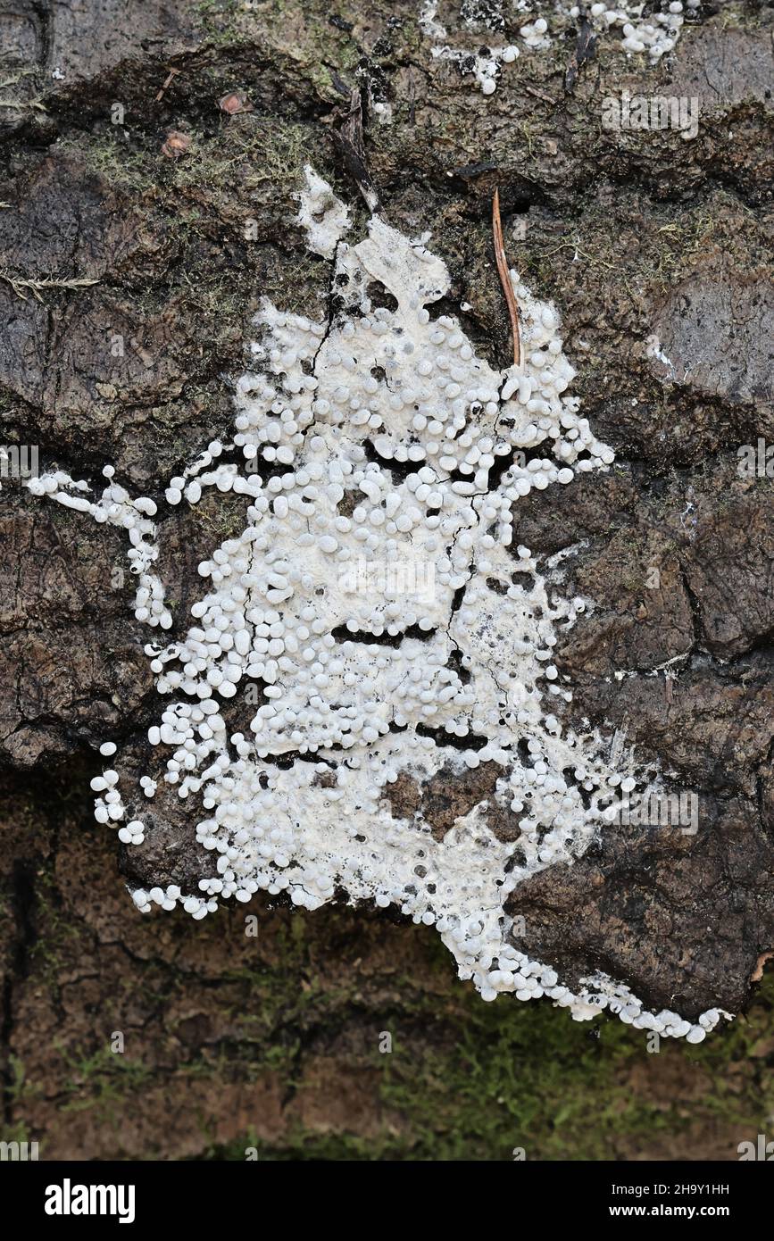 Physarum diderma, a mycetozoan slime mold from Finland with no common English name Stock Photo