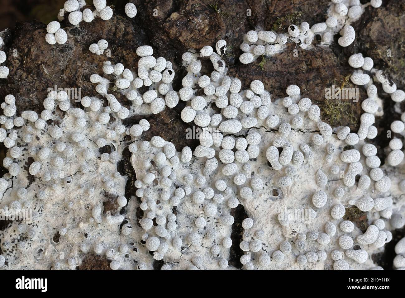 Physarum diderma, a mycetozoan slime mold from Finland with no common English name Stock Photo