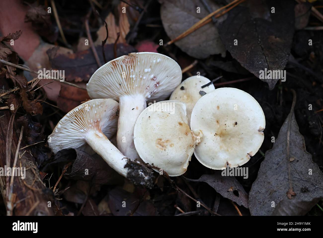 Lactarius aspideus, commonly known as willow milkcap, wild mushroom from Finland Stock Photo