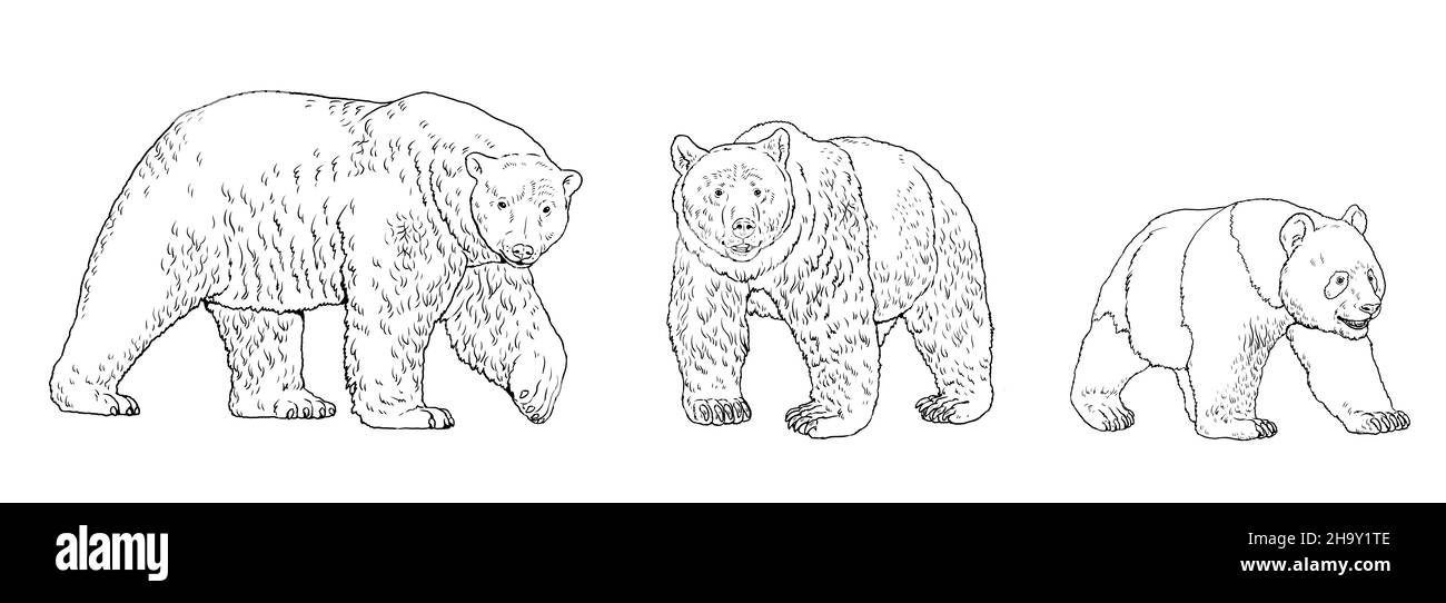 Polar bear, brown bear and panda bear illustration. Bear drawing for coloring book. Stock Photo