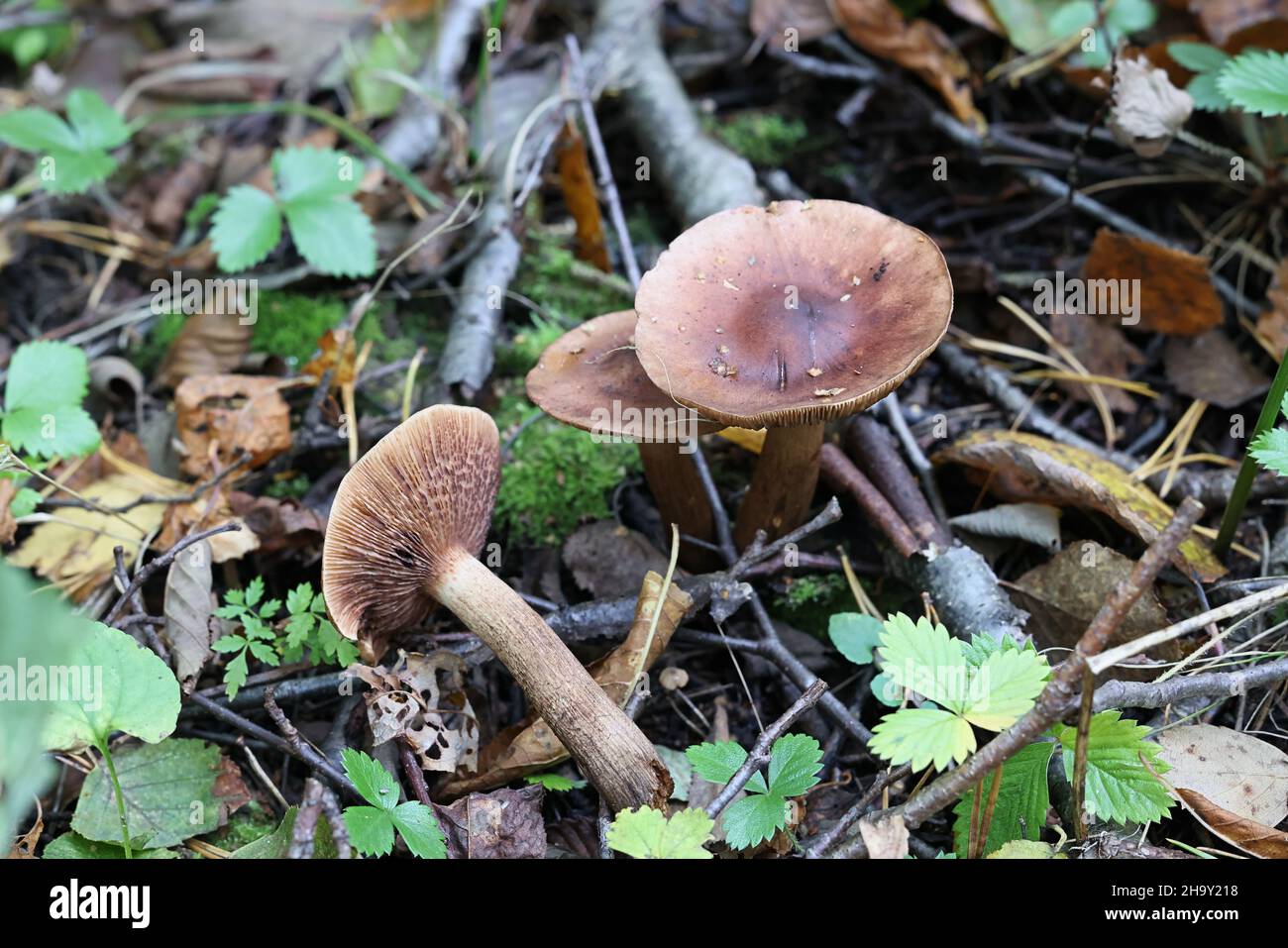 Tricholoma fulvum, known as the Birch Knight, wild mushroom from Finland Stock Photo