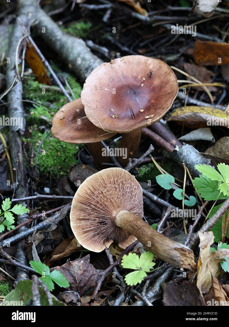 Tricholoma fulvum, known as the Birch Knight, wild mushroom from Finland Stock Photo