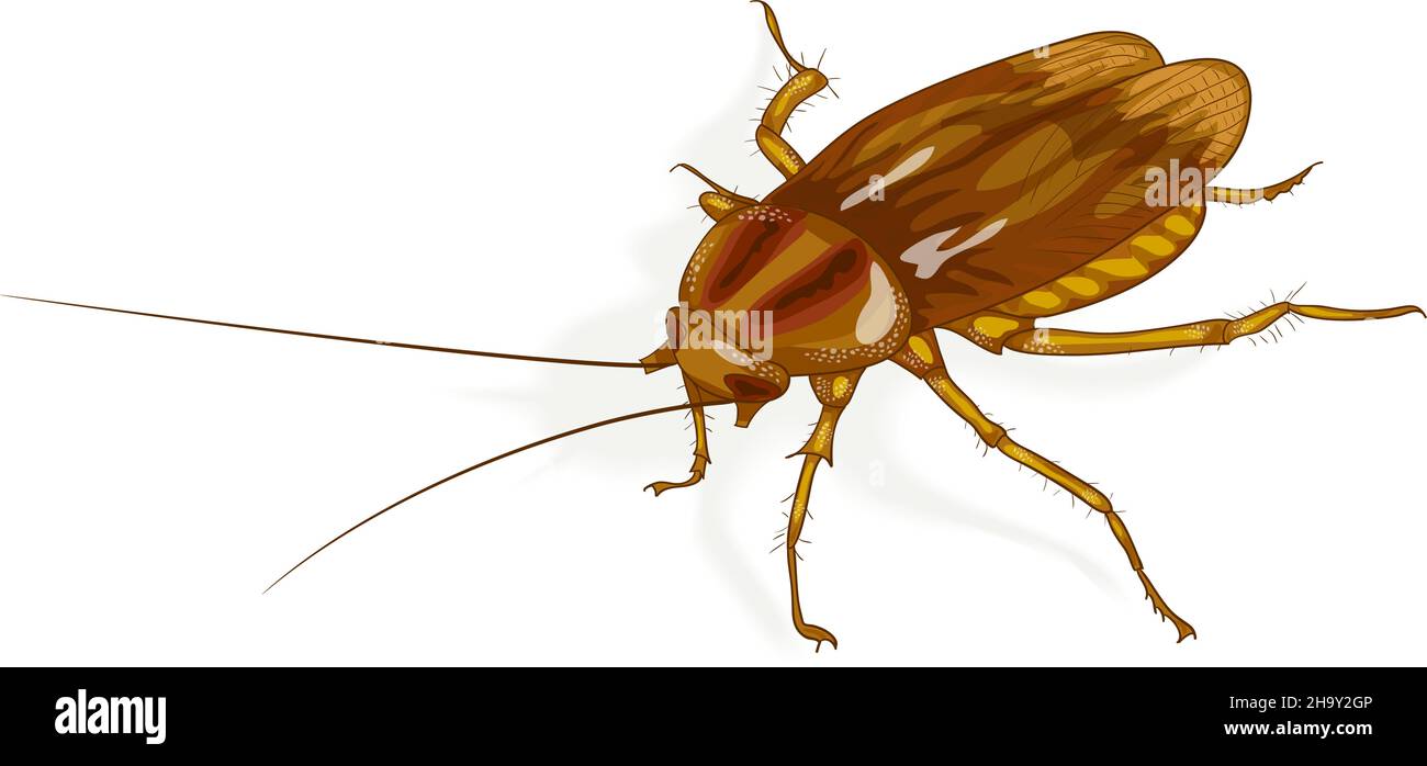 Cockroach. Vector illustration. Stock Vector