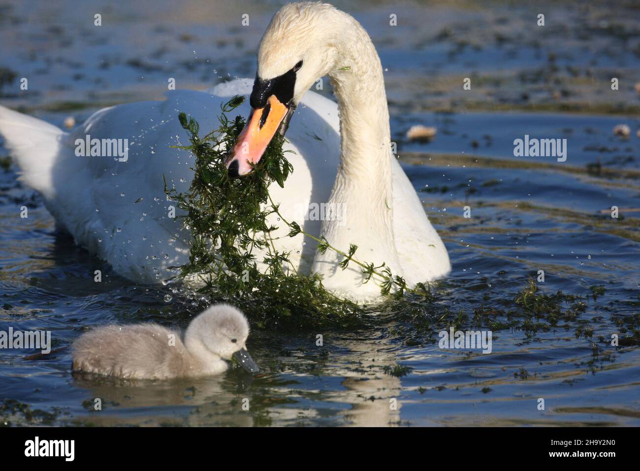 Female mute swan aiding her cygnets to feed by grabbing deeper water vegetation and making it available to her young to feed on. Stock Photo