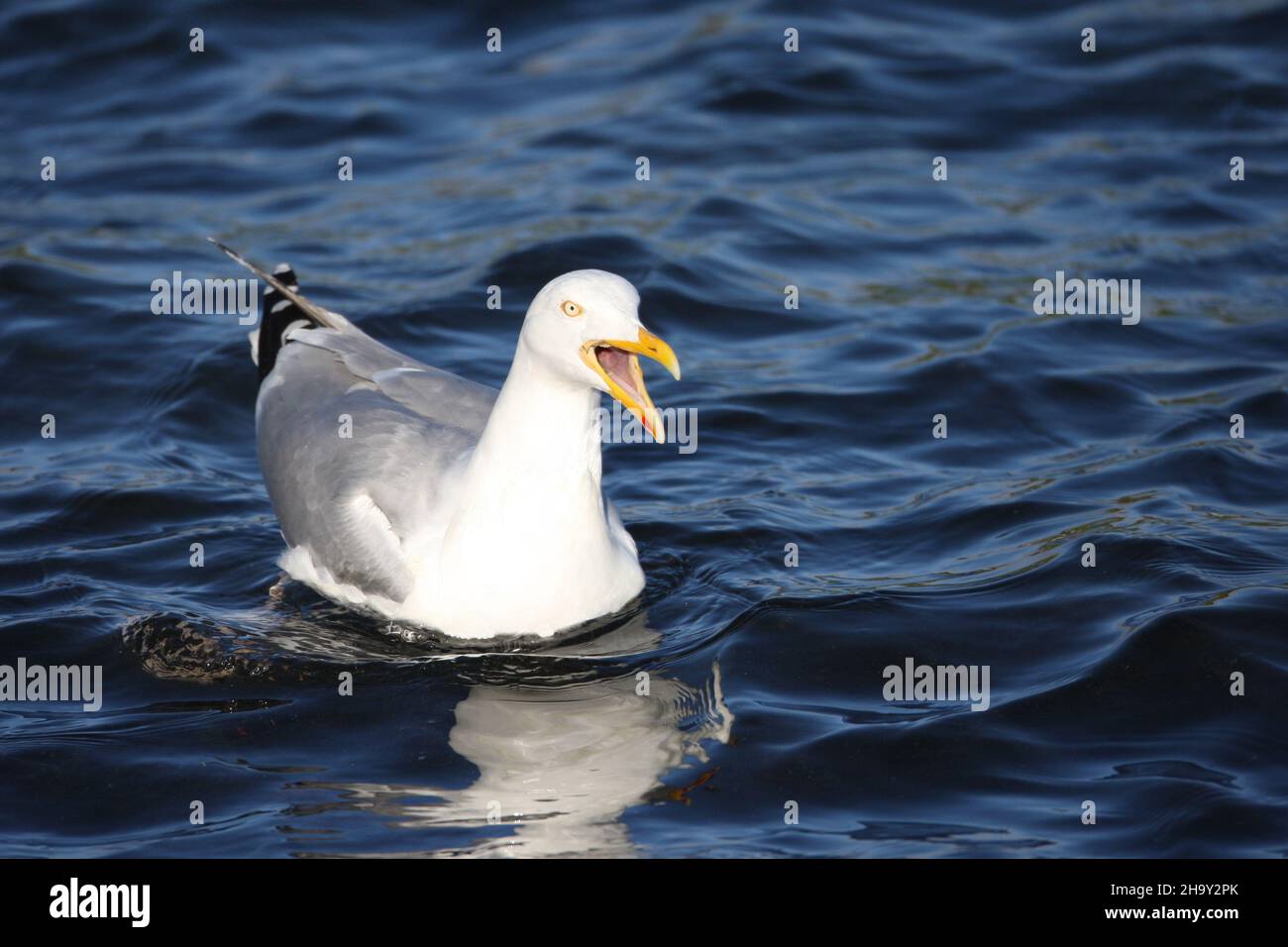 Herring gull are one of the largest and most common gulls in the UK.  Mainly marine but recently have been colonising further inland. Stock Photo