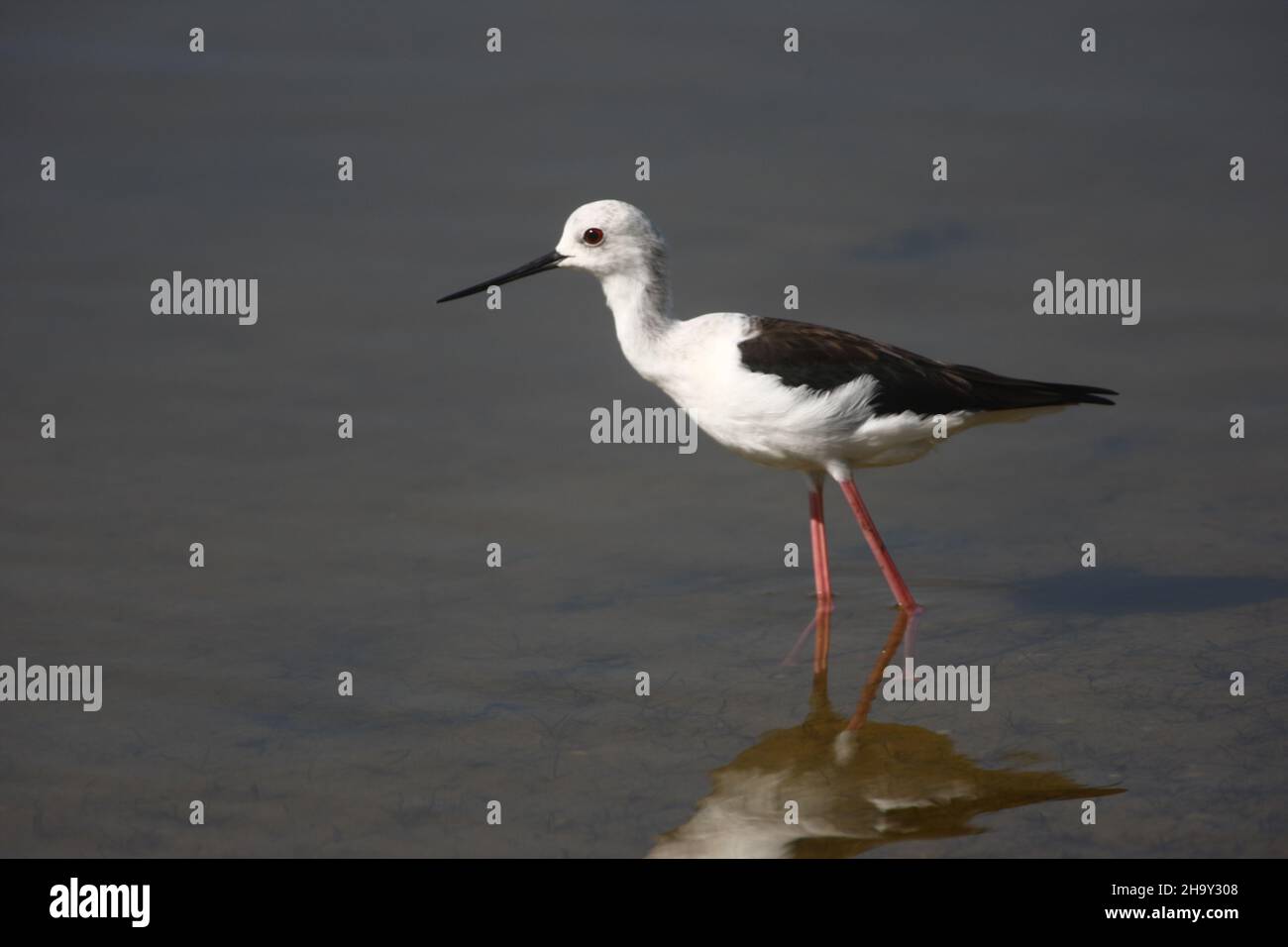 Varying pictures of a Black-winged Stilt family in October.  The parents were still protective of the young, although they were quite independent. Stock Photo