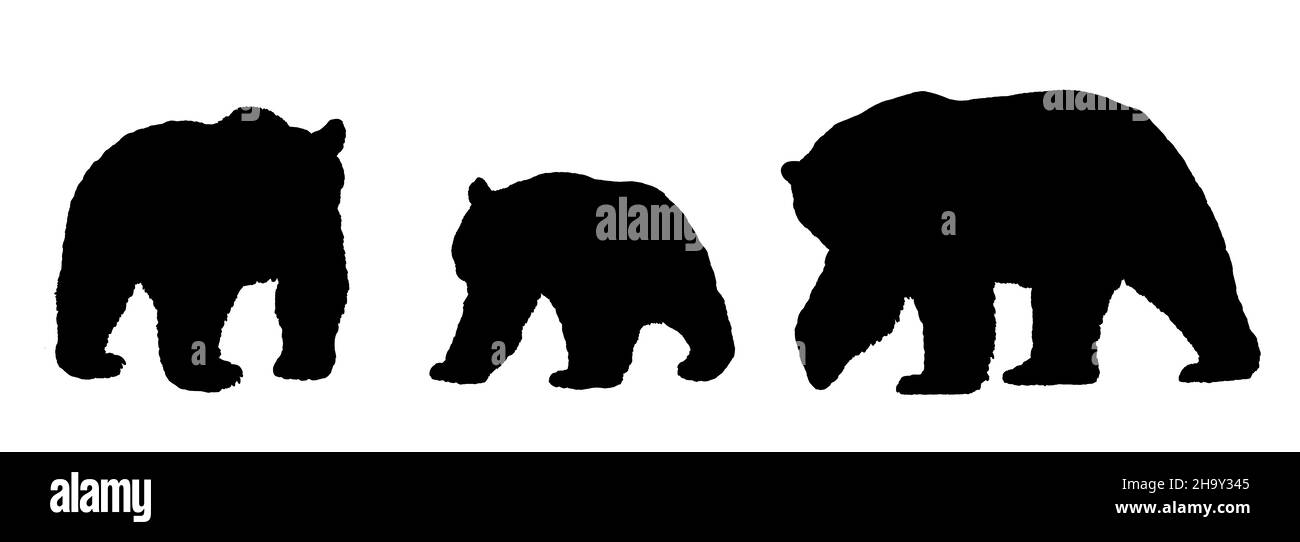 Polar bear, brown bear and panda bear illustration. Bear silhouette illustration. Stock Photo