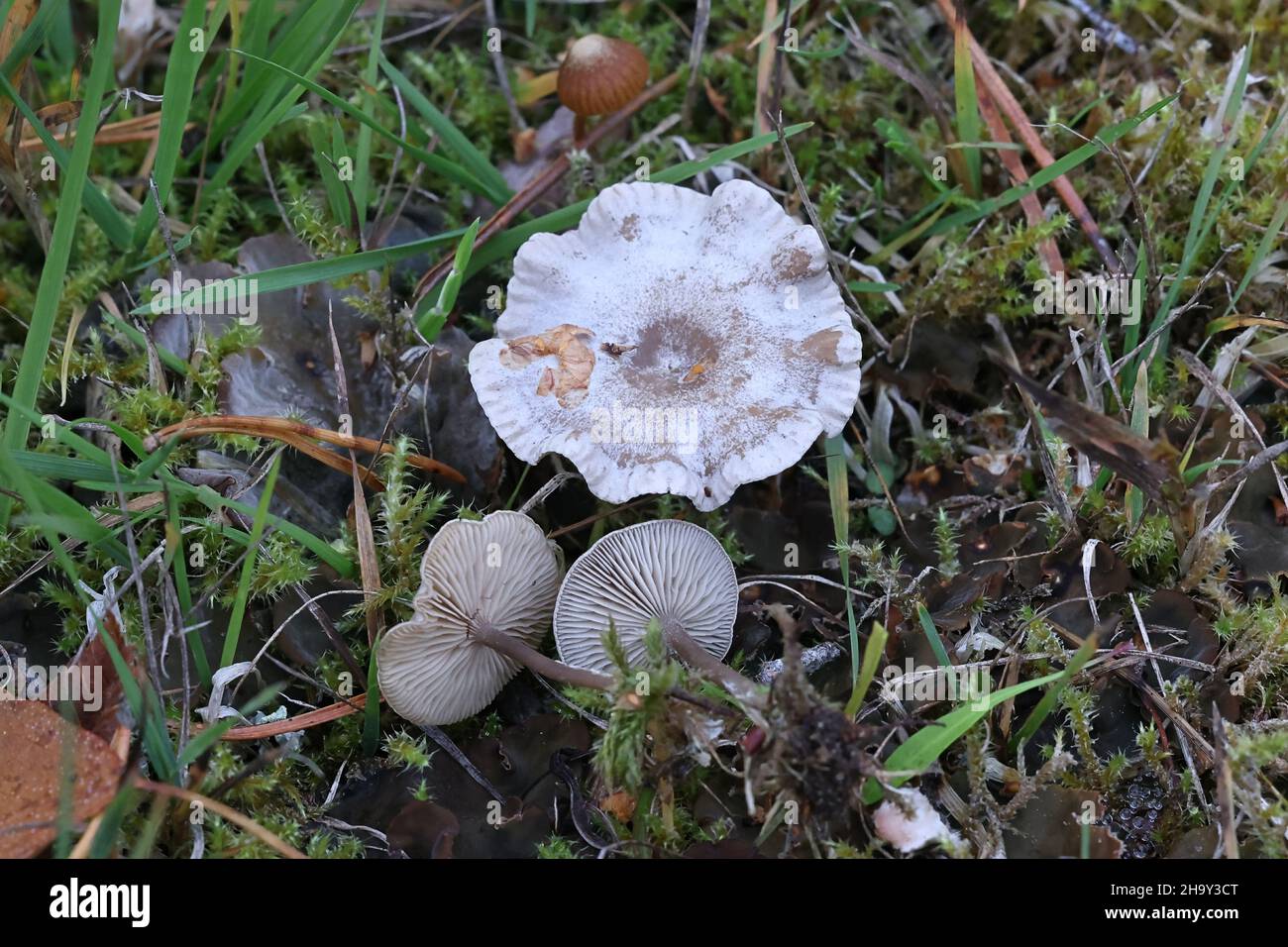 Lyophyllum rancidum, known as rancid greyling, wild mushroom from Finland Stock Photo