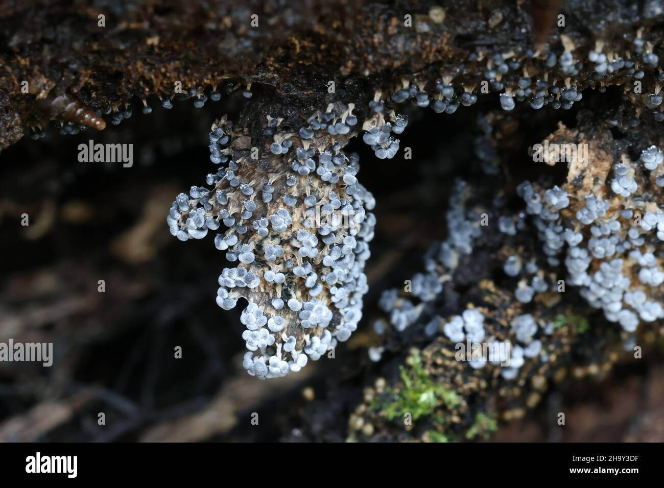 Badhamia panicea, a species of slime mold belonging to the family Physaraceae Stock Photo