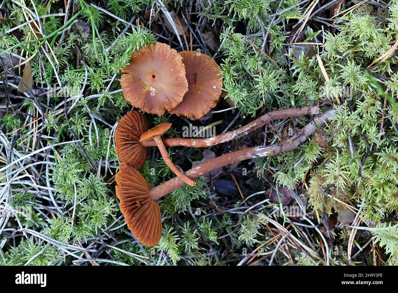 Cortinarius gentilis, known as conifer webcap, wild mushrooms from Finland Stock Photo