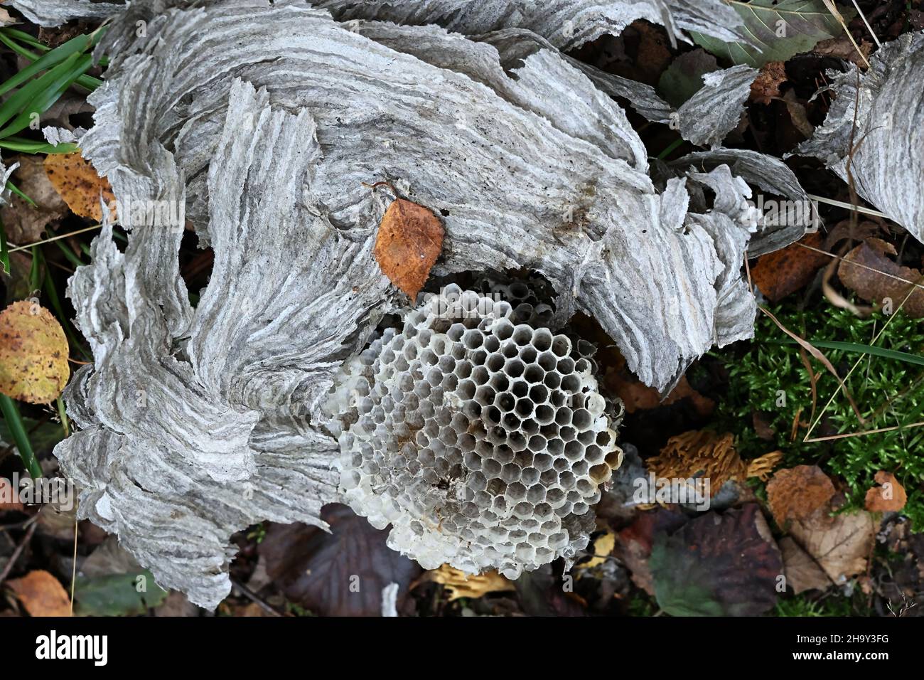 Hexagonal structure of wasp nest made of cellulose Stock Photo - Alamy