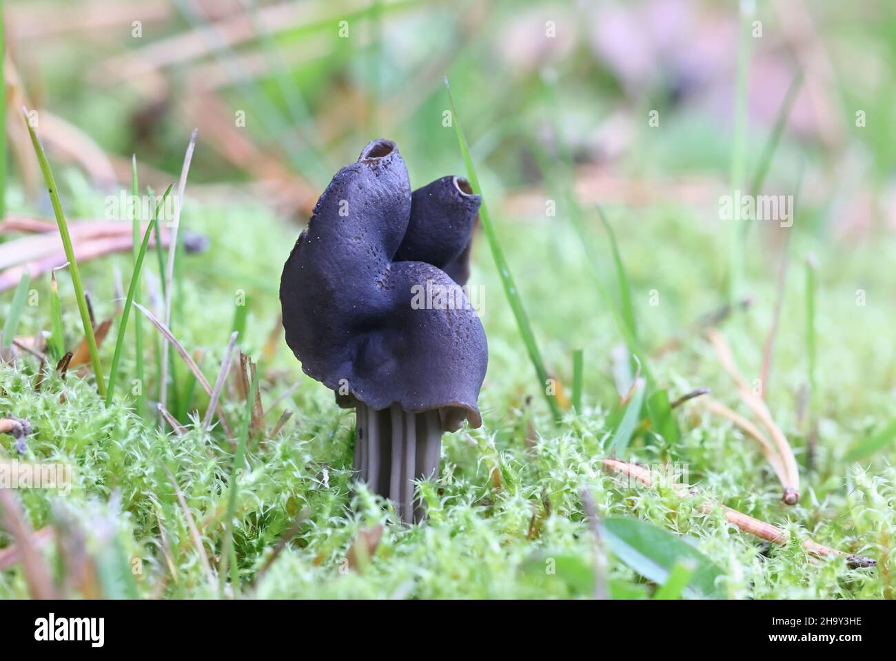 Helvella lacunosa, known as the slate grey saddle or fluted black elfin saddle, wild mushroom from Finland Stock Photo