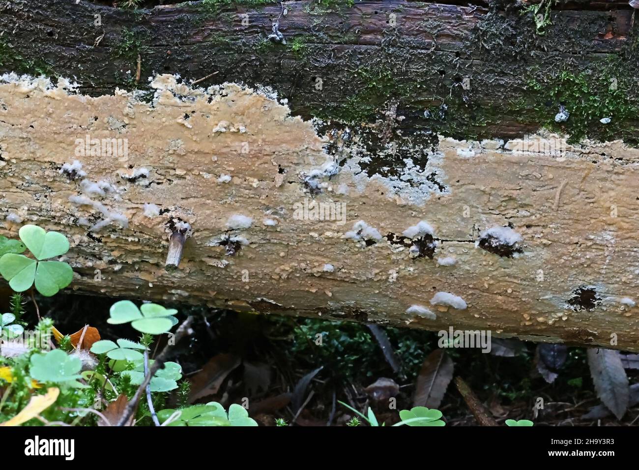 Vesiculomyces citrinus, also called Gloiothele citrina, a resupinate fungus growing on spruce log in Finland Stock Photo