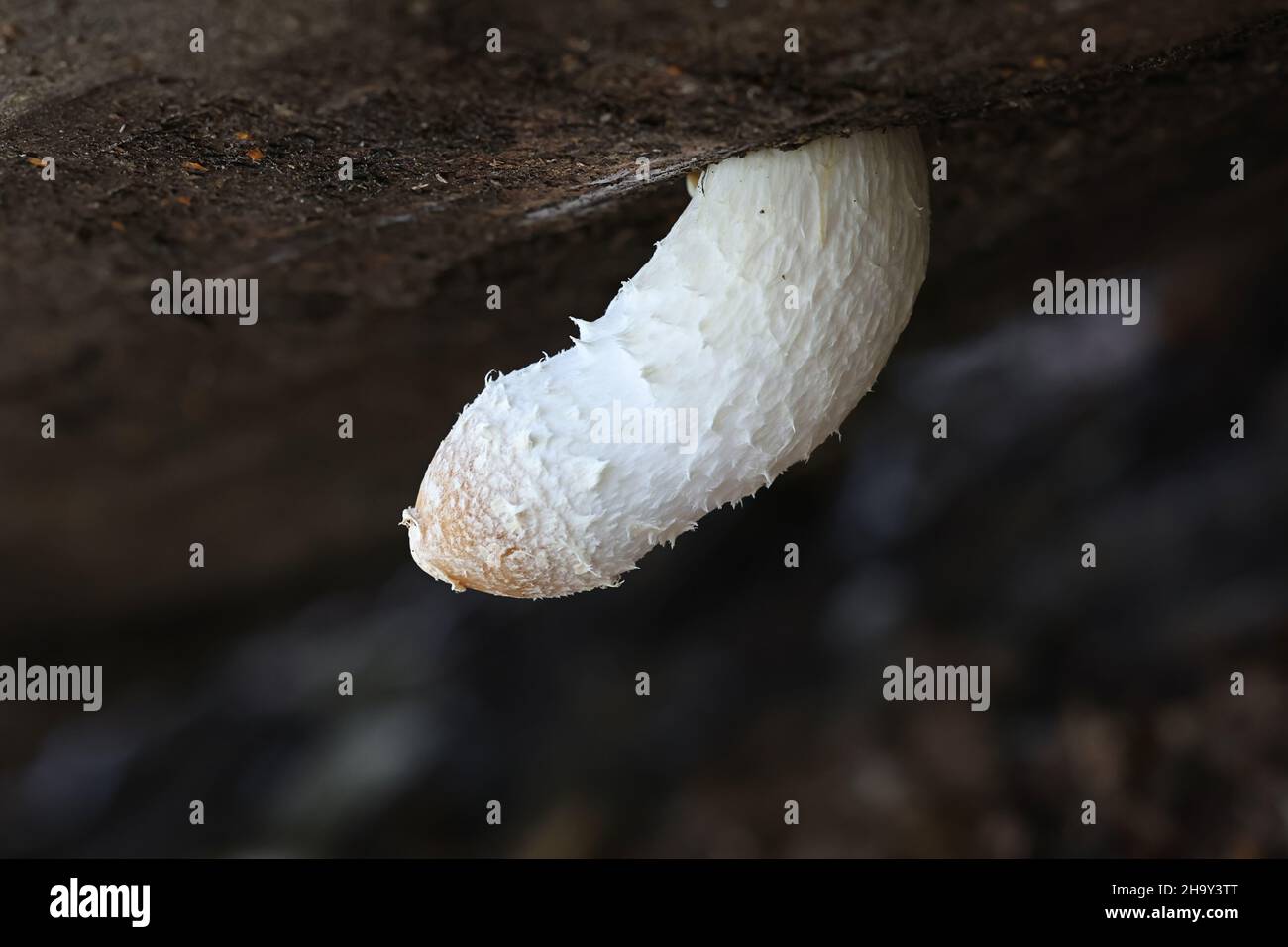 Hemipholiota populnea, also known as Pholiota populnea, a scalycap mushroom from Finland with no common English name Stock Photo