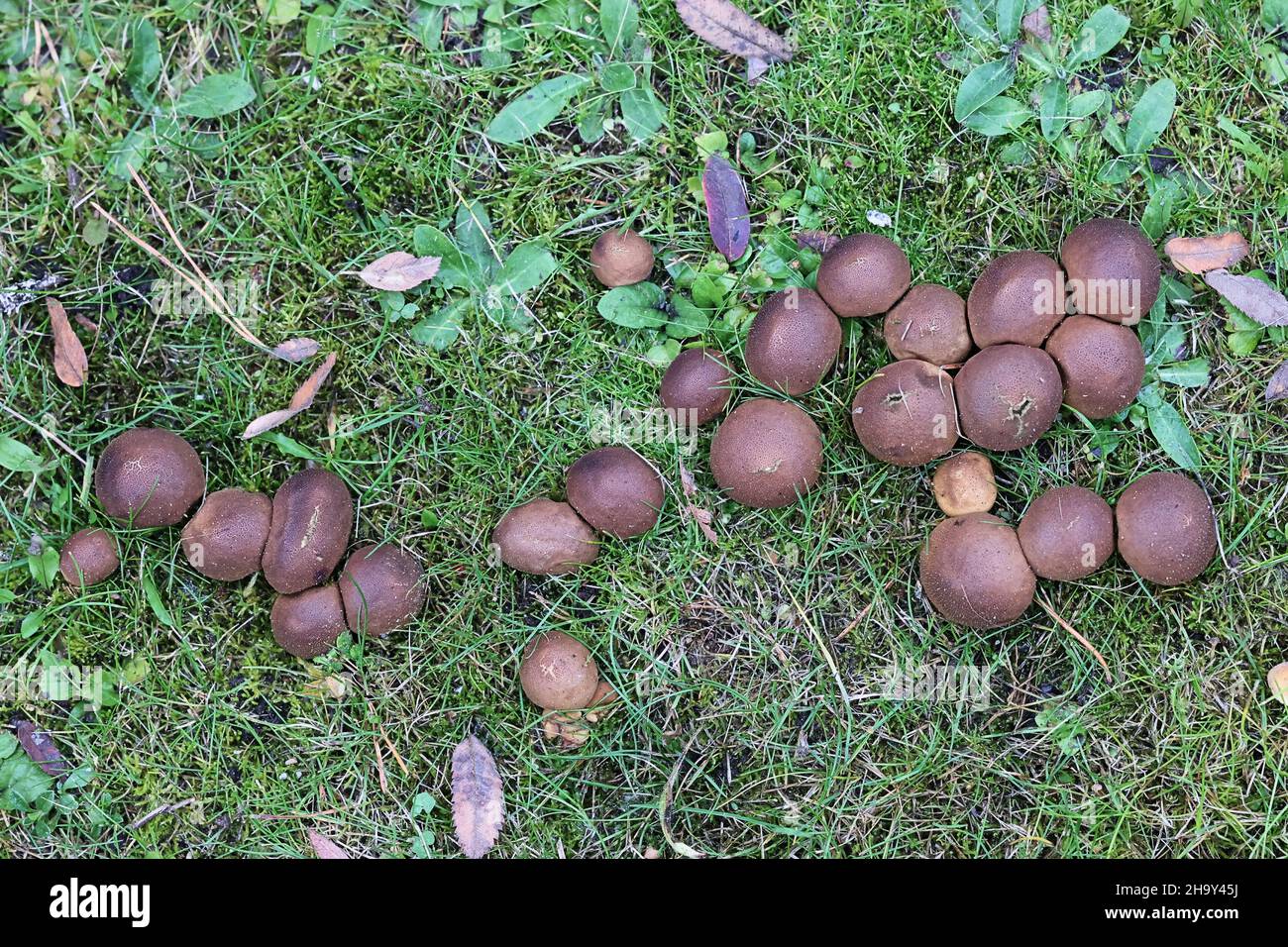 Lycoperdon pyriforme, known as the pearshaped puffball or stump
