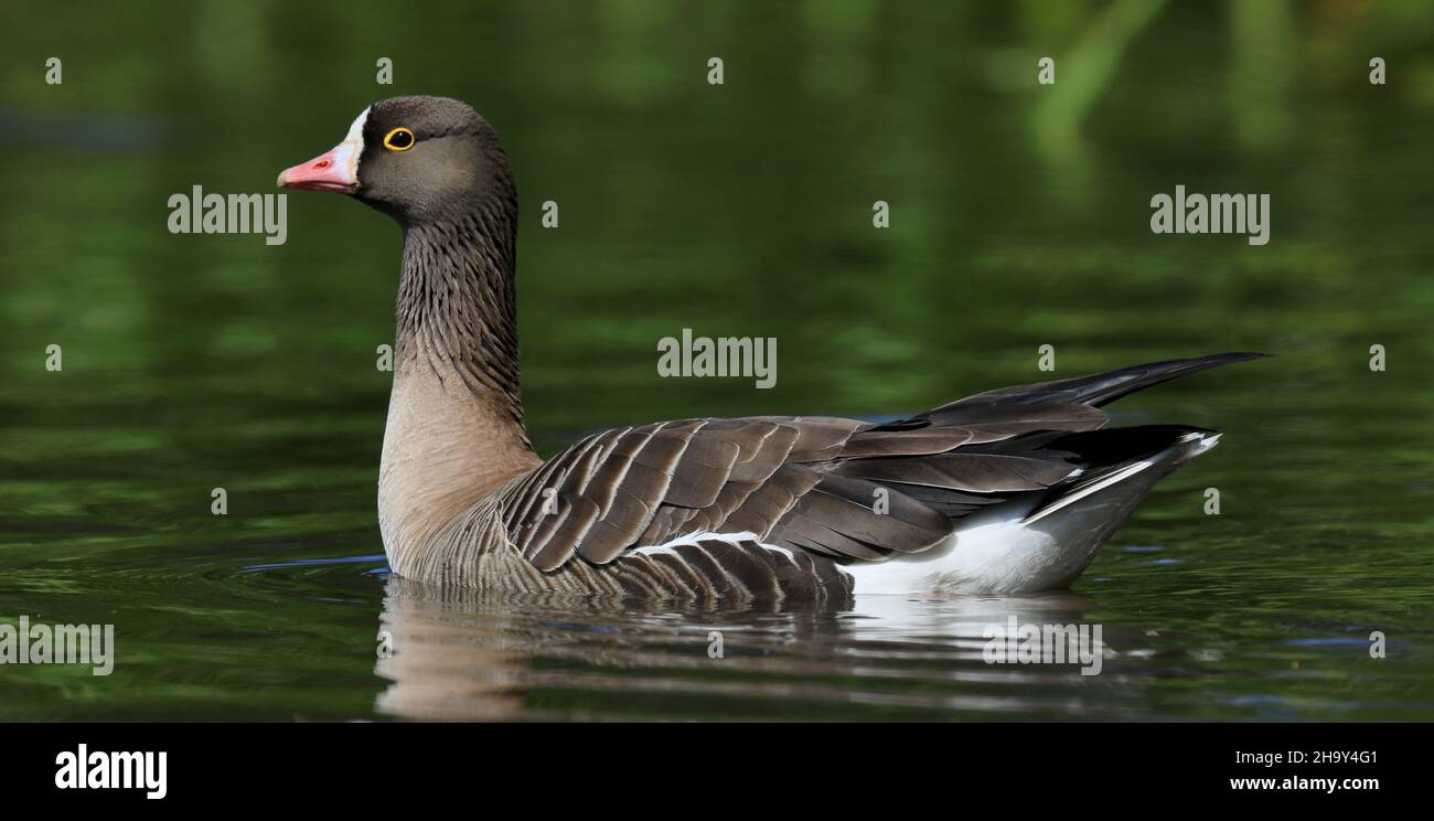 Lesser white-fronted goose, swimming in calm water, close up Stock Photo