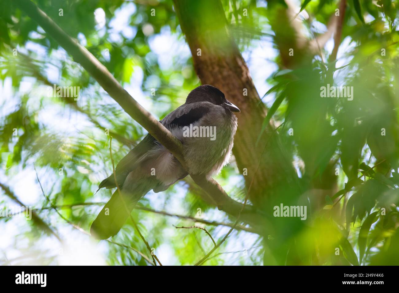 Big baby crow sitting in a tree. Stock Photo