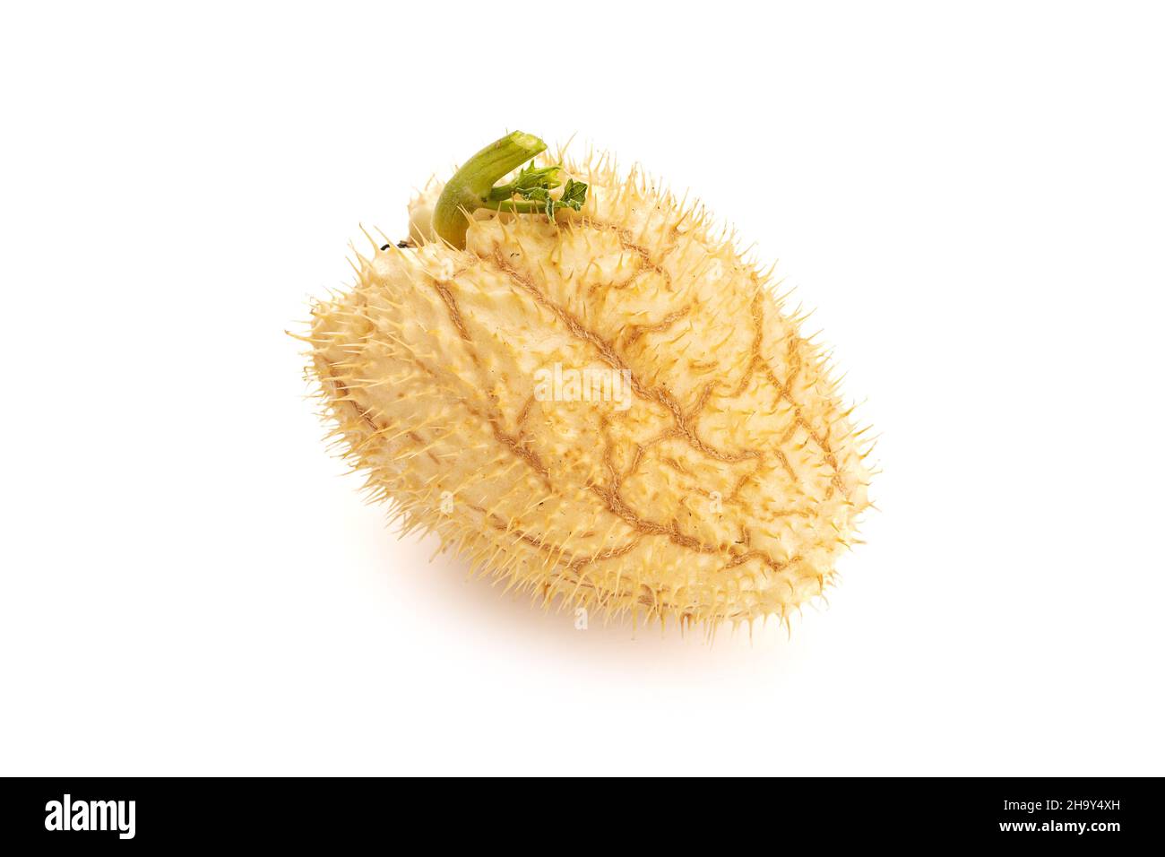 Prickly Chayote Squash fruit isolated on white background. Sechium edule Stock Photo