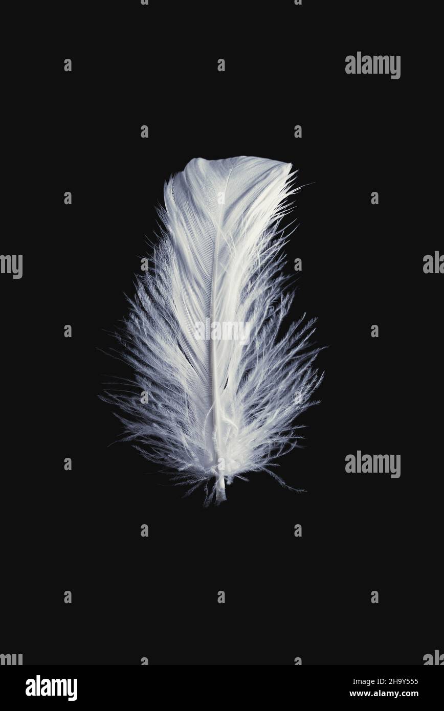 White floating feather isolated on a black background. Stock Photo