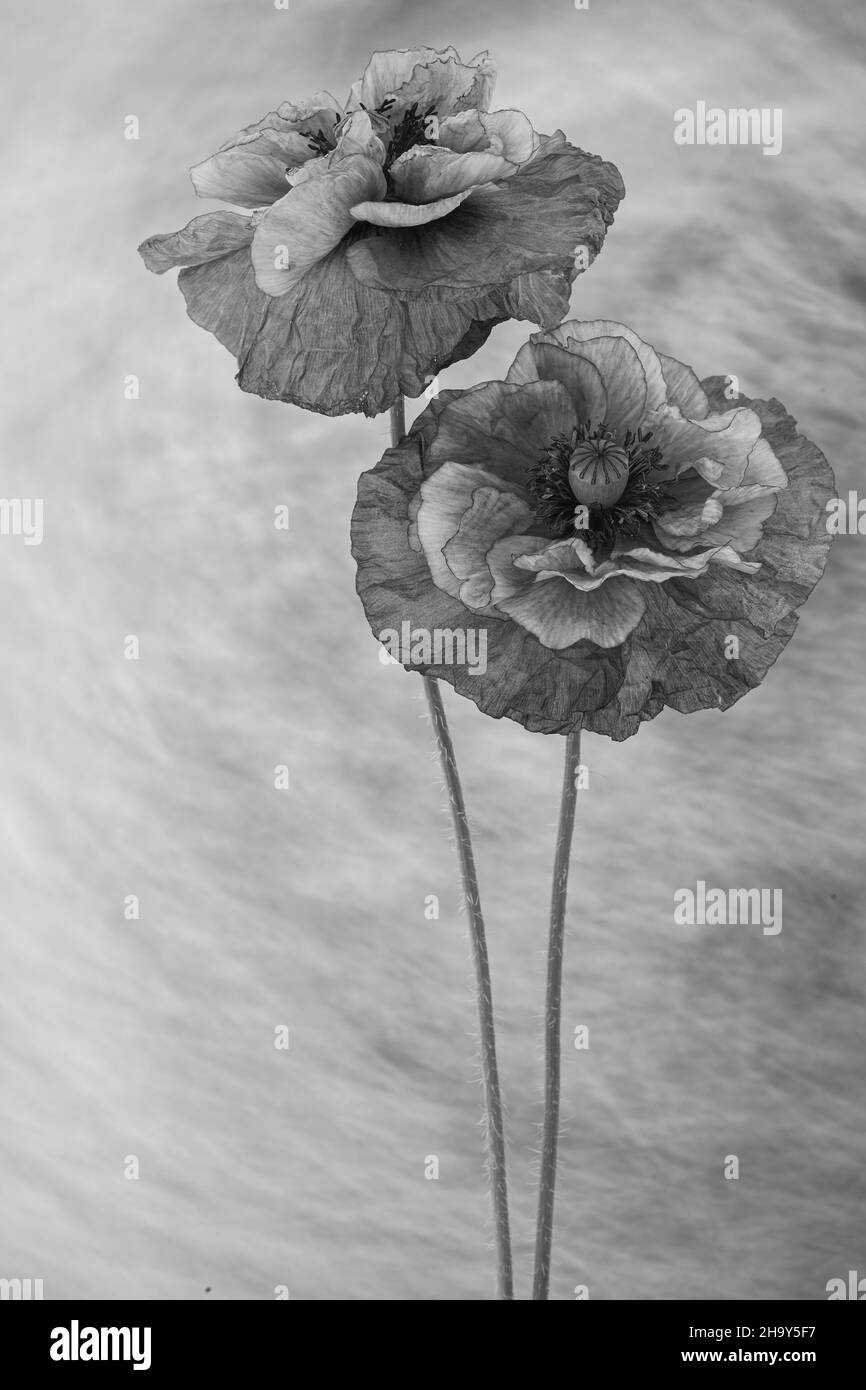 Black and white poppies hi-res stock photography and images - Alamy