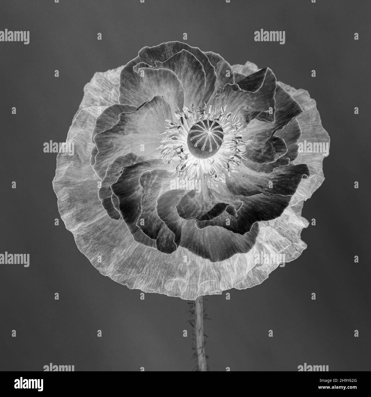 Black and White Poppy Stock Photo Alamy