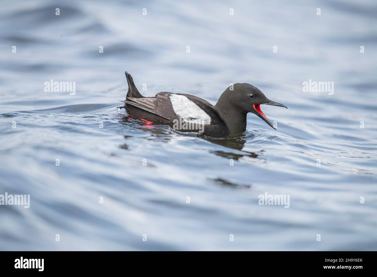 Black guillemot juvenile, close up, in the sea squawking in Scotland uk, in the summertime Stock Photo