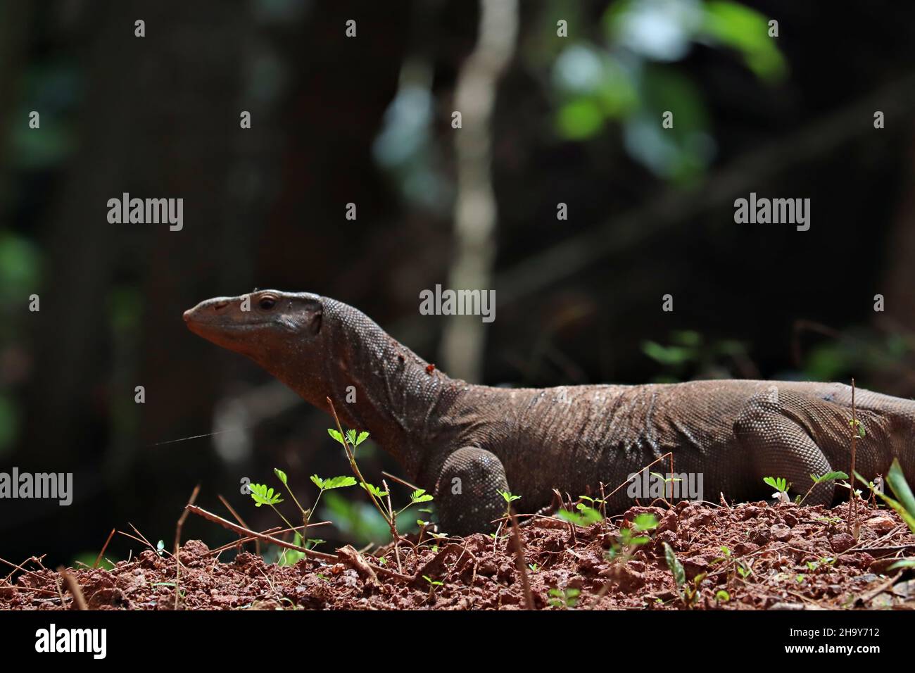 The Bengal monitor (Varanus Indian Monitor/kerala