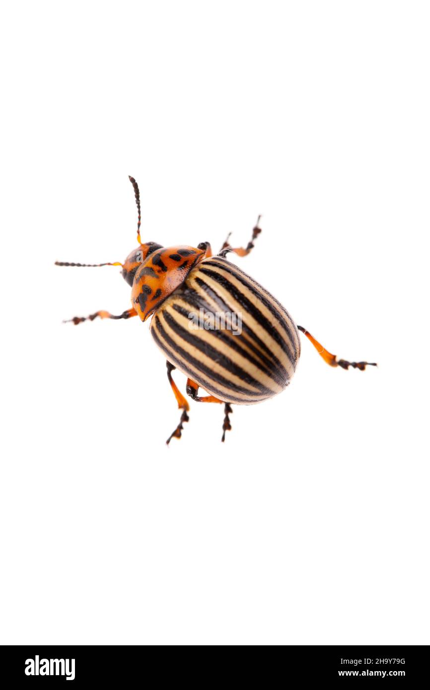 potato beetle, potato bug, Leptinotarsa decemlineata, pests, close