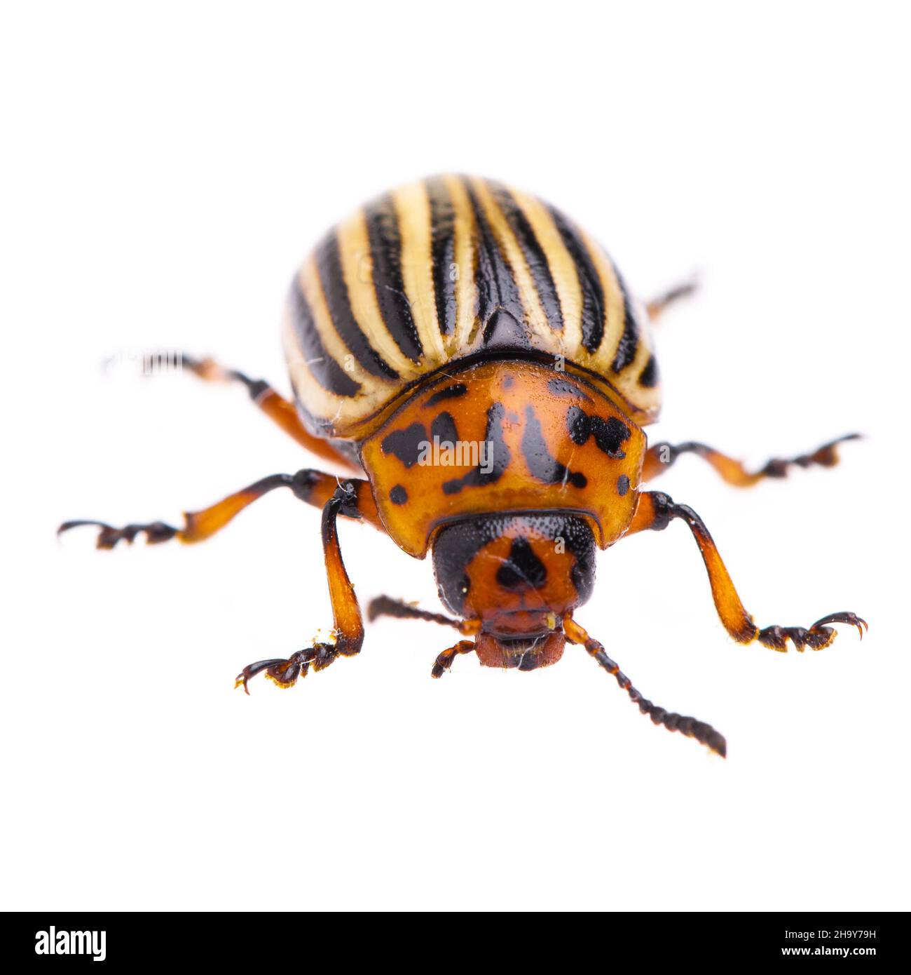 Potato bug hires stock photography and images Alamy