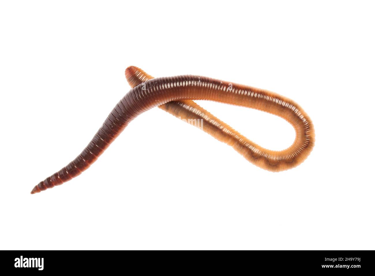 Animals live underground hi-res stock photography and images - Alamy Animals live underground hi-res stock photography and images - Alamy