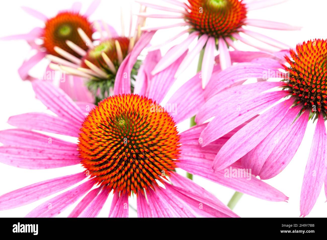 Echinacea, coneflower, several immune system, flowers, different, fresh, many, space, up, drug, flower, cut, detail, close, close-up, background, medi Stock Photo