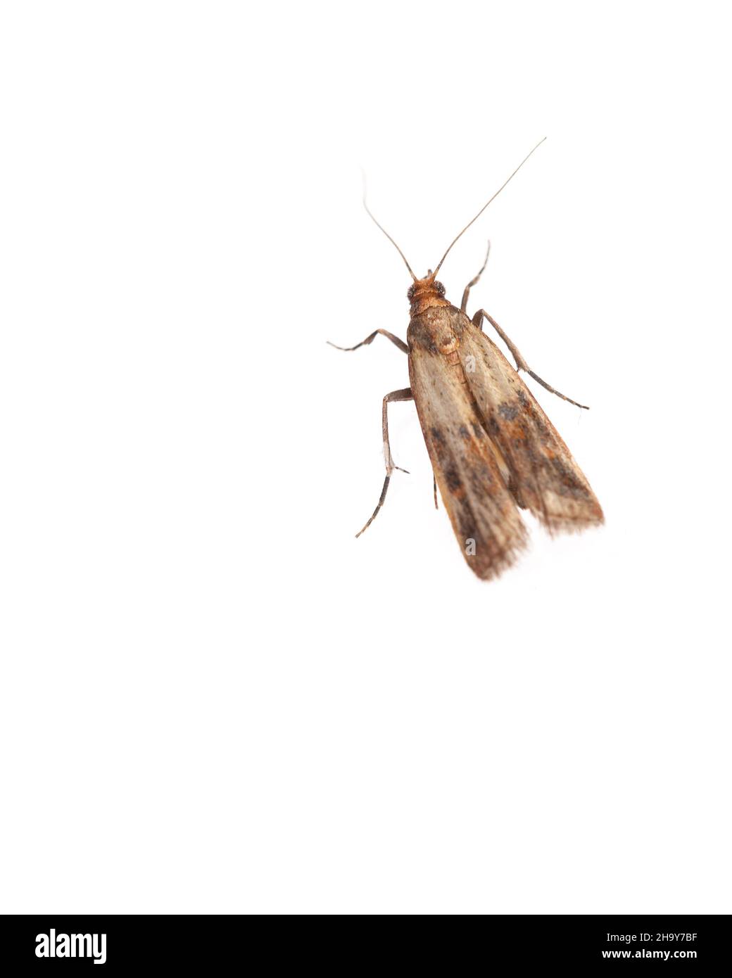 Motte, food moth, food, pests, near, white, house, stock Motte, background, dried fruit, house moths, damage, alone, thin, clean, get rid of, color, w Stock Photo