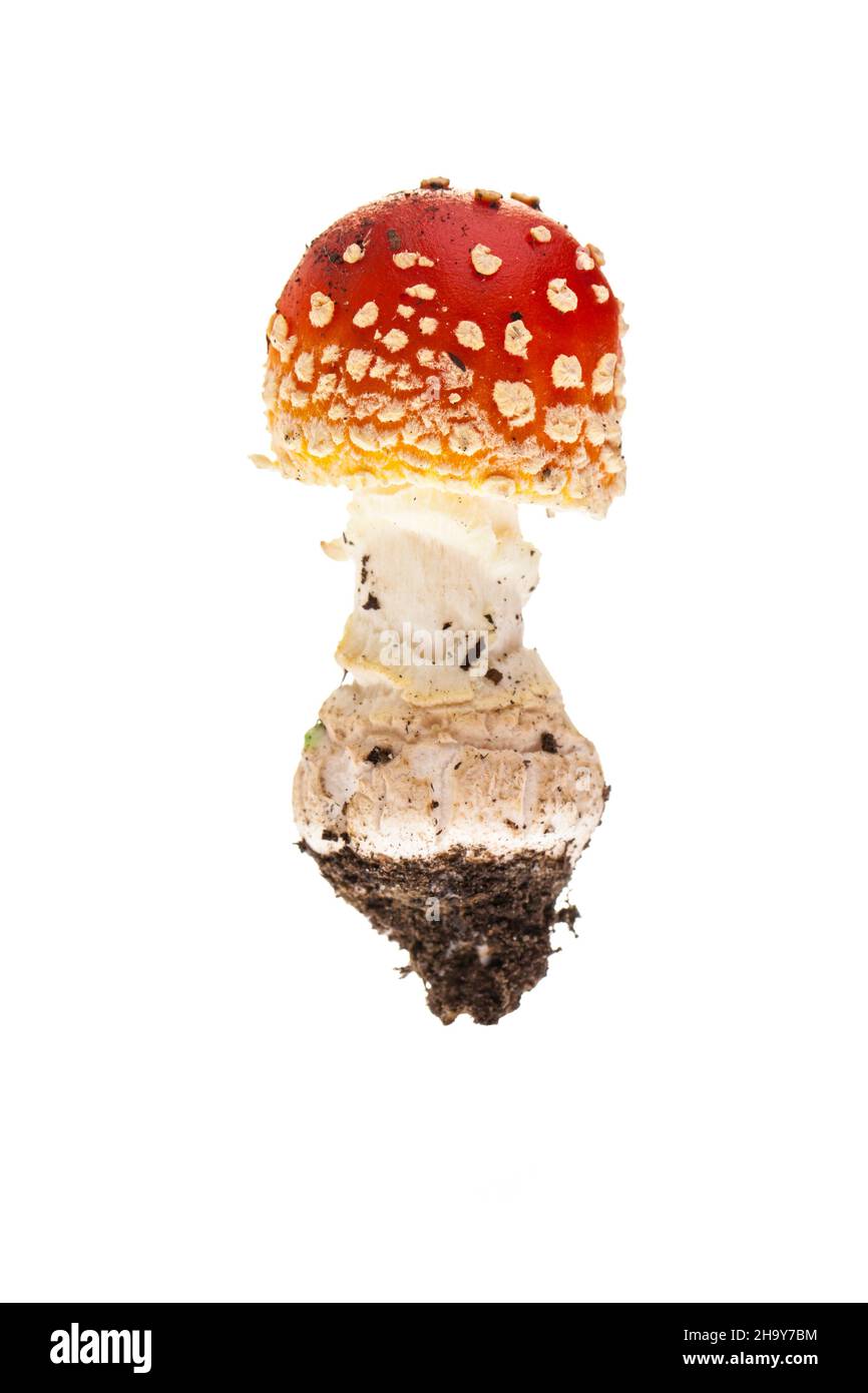 Toadstool, luck, lucky charms, fly, fungus, small, young, tiny, white, red, dots, sweet, Sylvester, genuine, real, mushrooms, background, poisonous, p Stock Photo